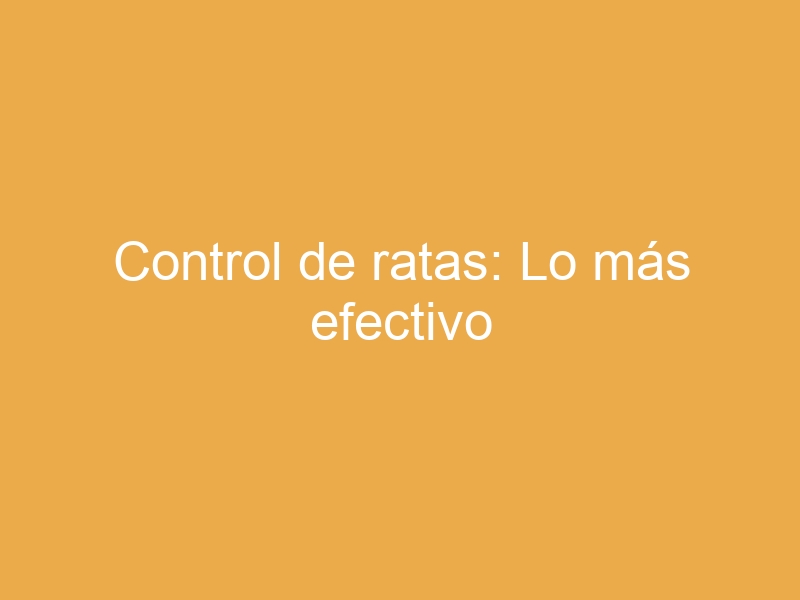 Control de ratas: Lo más efectivo