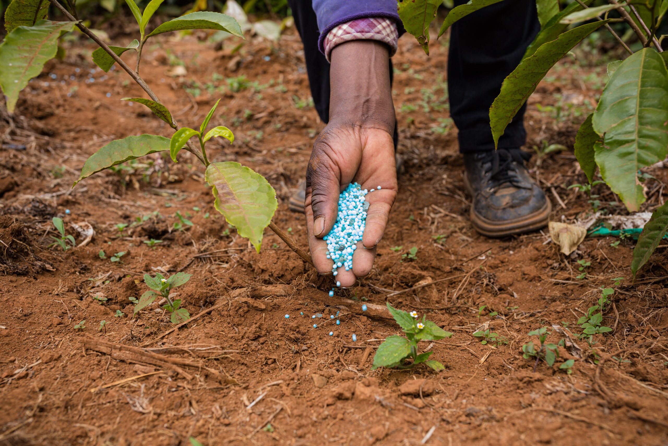 Aplicación de fertilizante en plantas: Guía práctica