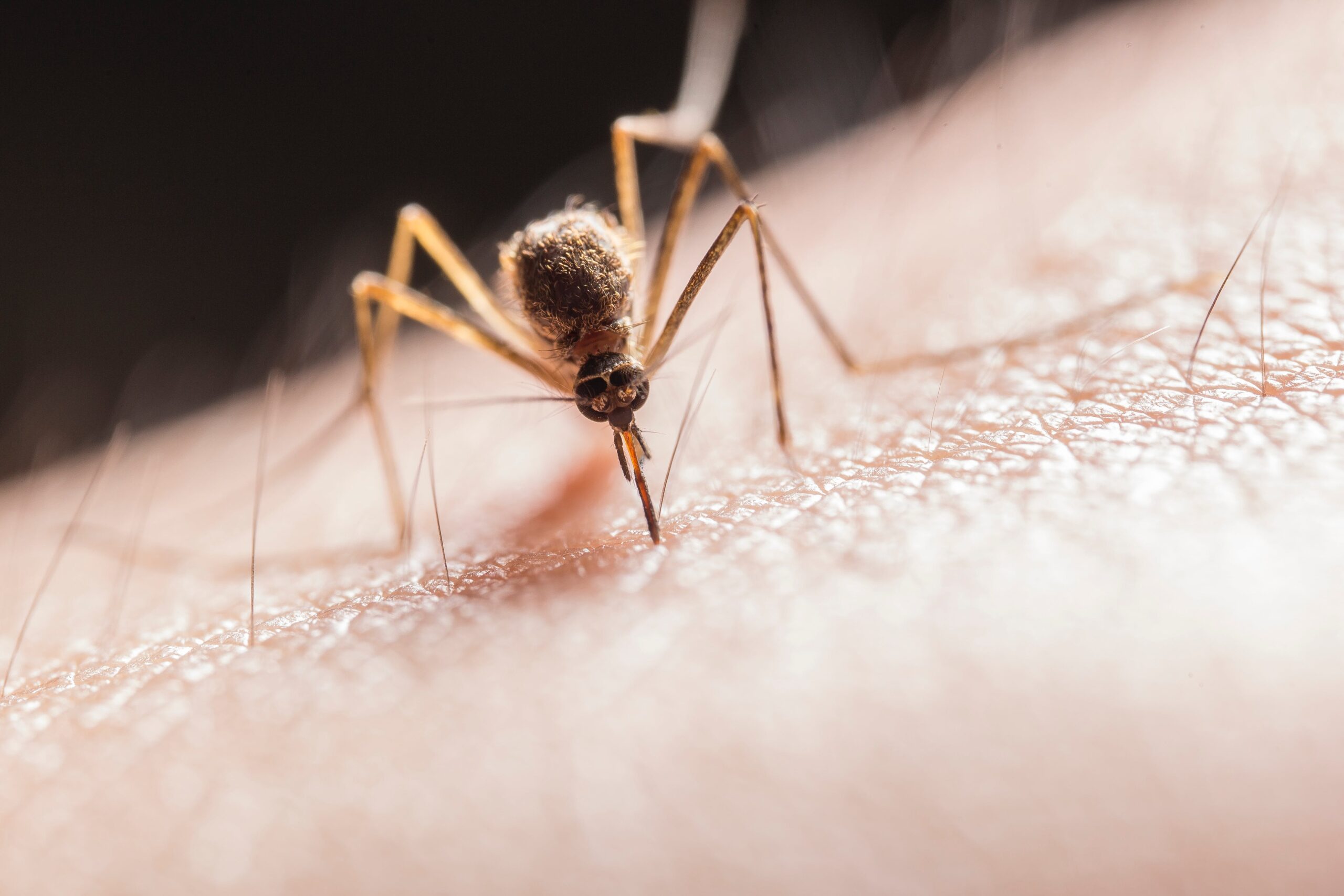 Repelente de mosquitos ultrasonico: ¿Cómo funciona?