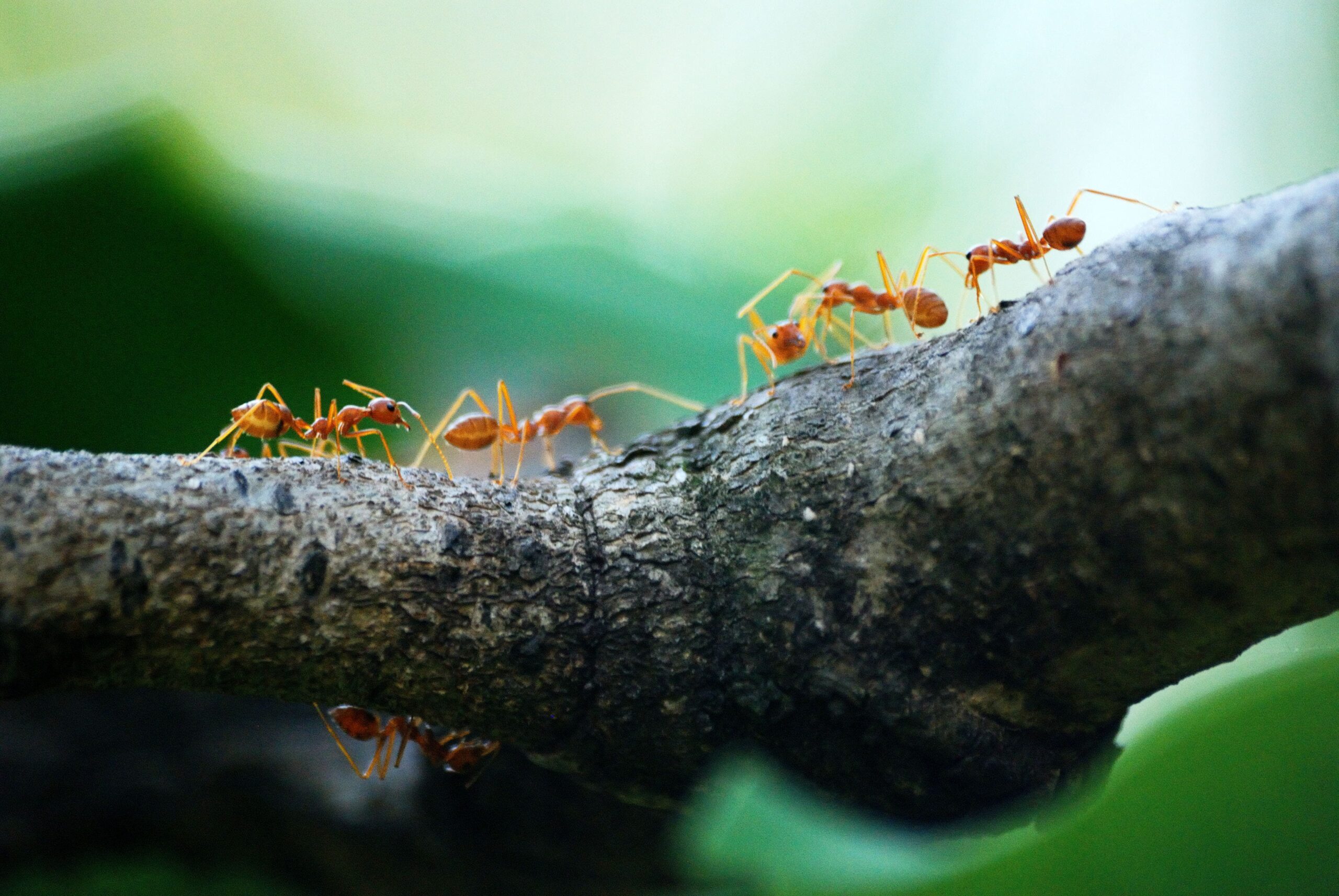 Descubre qué atrae a las hormigas: Guía completa